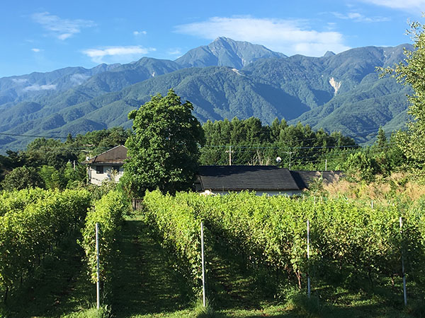 Komaki Vineyard