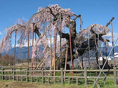 神田の大糸桜