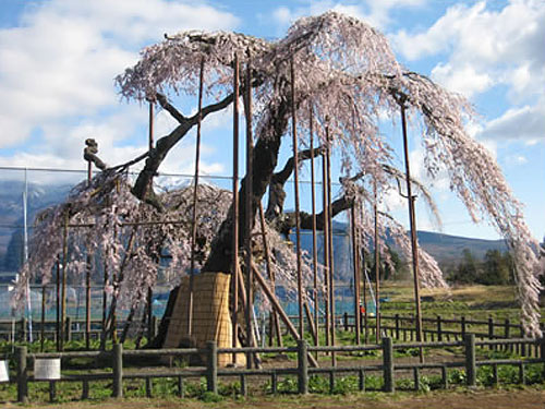 神田の大糸桜