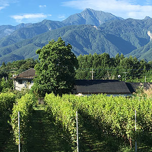 Komaki Vineyard